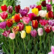 20 Tulpen (gemengd) (leverbaar van aug-dec)